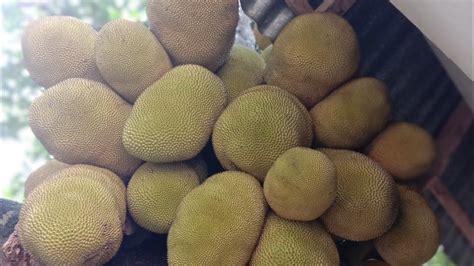 Amazing Jackfruit In A Tree Jackfruit Tree In Village Youtube