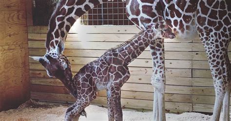 April The Giraffes Baby Is Taking His First Steps And Its Adorable