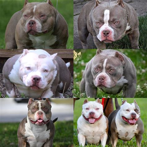 Get free micro bully now and use micro bully immediately to get % off or $ off or free shipping. 60 Top Images Micro Bully Puppy For Sale - American Bully Breedings The Best Pocket Bully ...