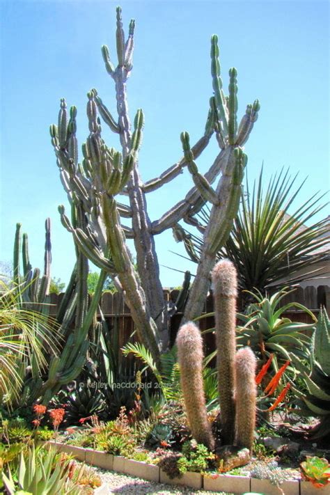 Plantfiles Pictures Apple Cactus Peruvian Apple Hedge Cactus