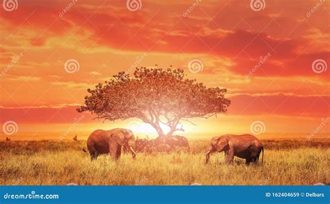 African Elephants At Sunset Africa Tanzania Serengeti National Park