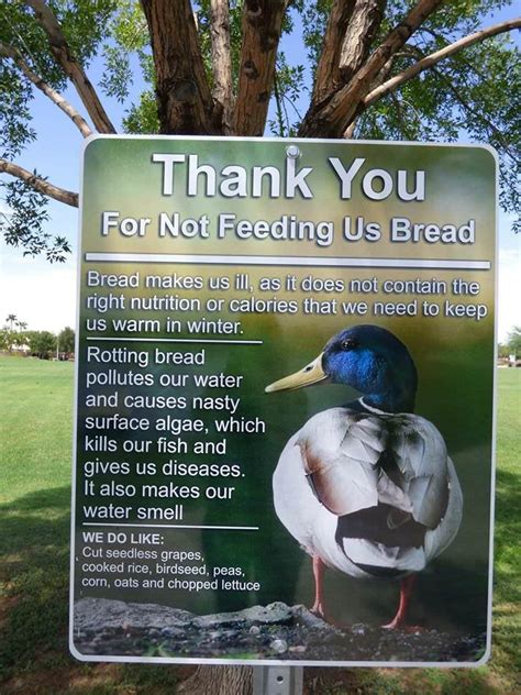 This Sign Explains Why Feeding Ducks Bread Isnt A Good Idea Rpics