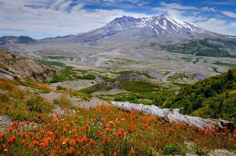 Mt St Helens Wildflowers Colleen Easley