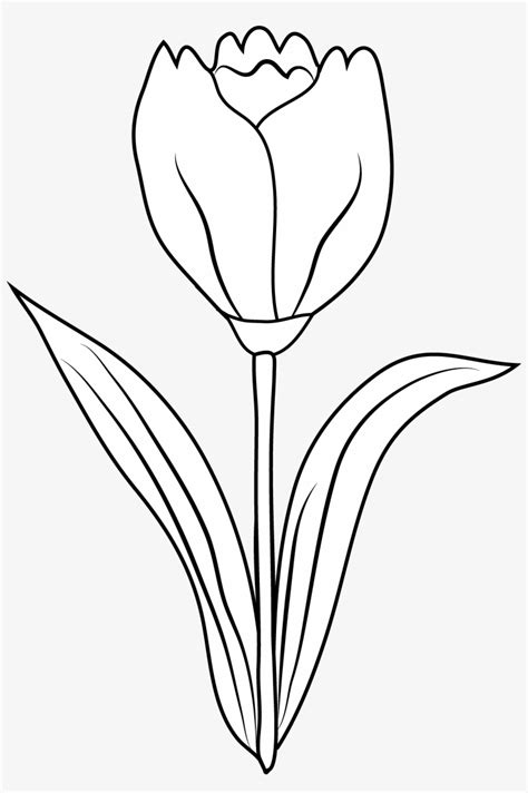 Tulips Black And White Clipart Tulips Flower