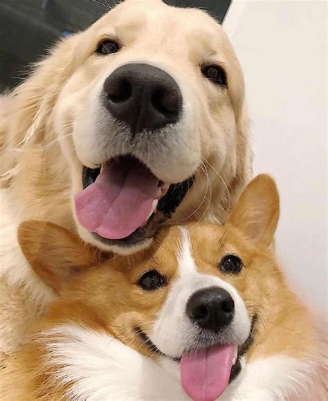 2 Doggos For Monday Sorrows Imgur Super Cute Dogs Cute Animals