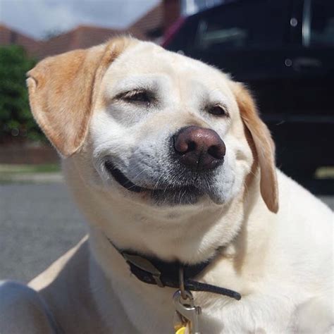 34 Goofy Dogs That Will Make You Smile 34 Photos Mojly