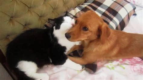 Dog And Cat Best Friends Youtube