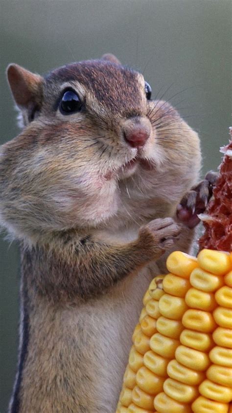 Download Wallpaper 1080x1920 Squirrel Food Corn Sony