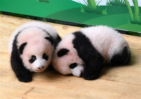 Giant Panda Cubs Receive Public Visitors In China Zoo Xinhua