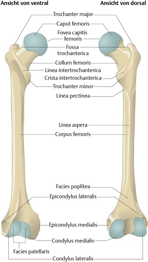 Entwicklung von wirbelsäule und rückenmuskeln. Oberschenkelknochen (Femur) - via medici: leichter lernen ...