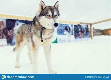 Husky Malamute Dog On Snowy Field In Winter Forest Stock Image Image