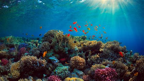 Download Wallpaper 1600x900 Sea Corals Fish Underwater Hd Background