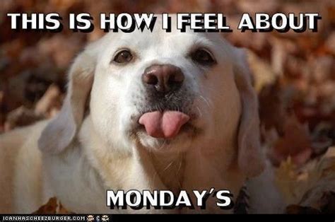 √ Funny Happy Monday Animal Memes