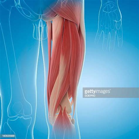 Thigh Muscle Anatomy Photos And Premium High Res Pictures Getty Images