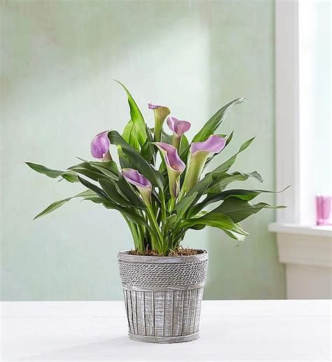 Elegant Calla Lily From Flowers Com