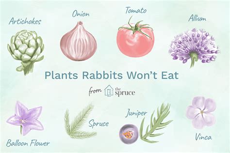 Rabbit Proof Plants Plants Rabbits Wont Eat