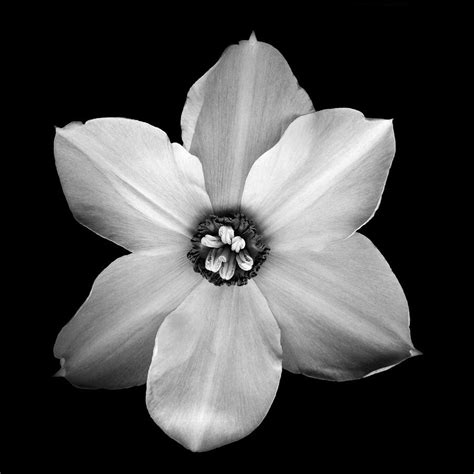 Black Narcissus Black Tattoos Flower Photography Art Narcissus