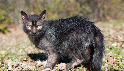 List Of 10 Most Weird Cat Breeds You Find In The World