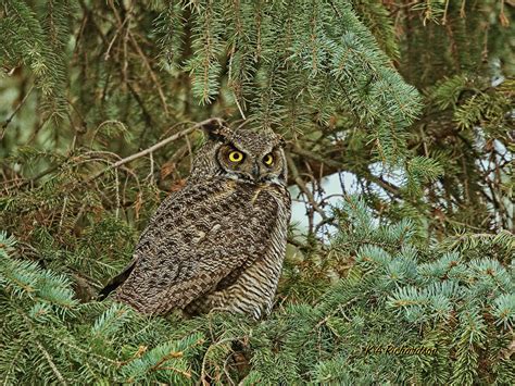 Great Horned Owls 2020 Early 2021 Flickr