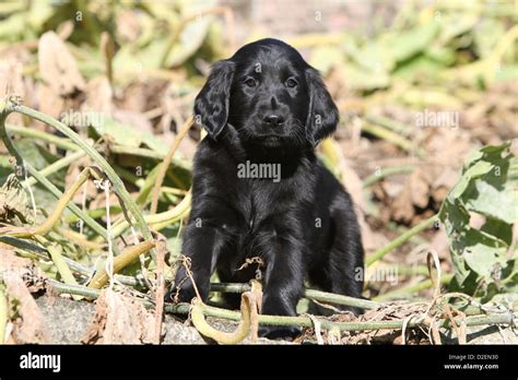 Black Flat Coated Retriever Hi Res Stock Photography And Images Alamy