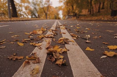 Road Autumn Leaves