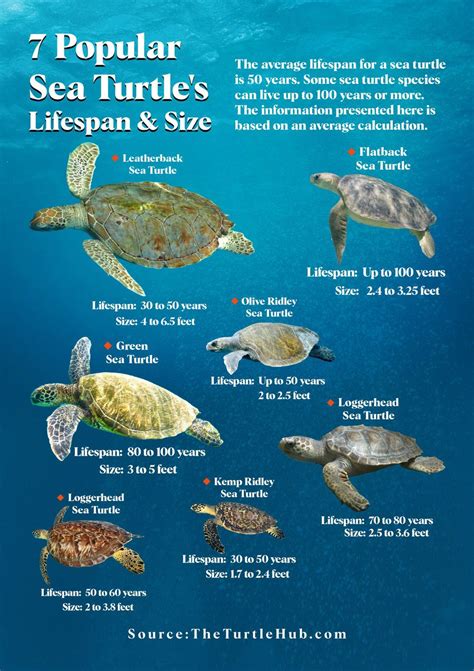 Sea Turtle Size How Big Can Sea Turtles Get The Turtle Hub