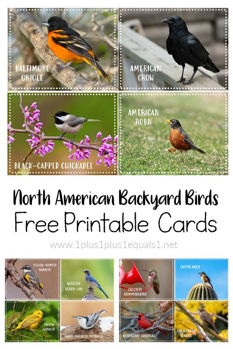 Backyard Birds Printable Photo Cards Laptrinhx News