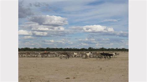 Find a translation for livestock health and pest authority in other languages: Wild dogs, meet a couple of bad asses | NEDDI