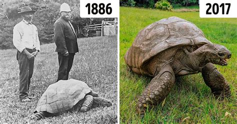 Meet Jonathan A Tortoise Whos So Old Hes Already Lived In 3 Centuries