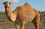Colors in Hex for Internet Web Sites - Camel Color