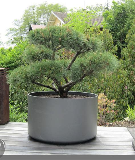 View the range of outdoor planters at www.hortology.co.uk. Extra Large Round Outdoor Planter Pot for bonsai Tree or ...