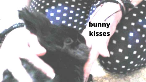 Bunny Kisses Affectionate Rabbit Gives Kisses Youtube