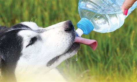 Keep Your Pets Cool | ALMetro360
