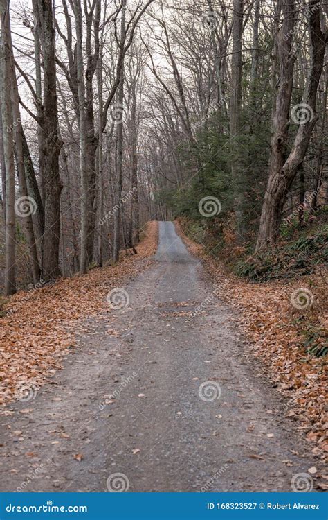 A Lonely Road In The Woods Stock Image Image Of Woods 168323527