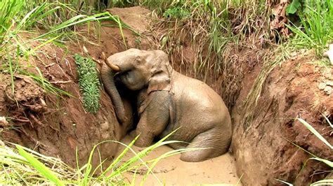 The Heartbreaking Plight Of A Poor Elephant Trapped In A Muddy Pit A