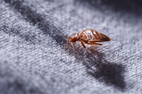 How Do You Know If You Have Bedbugs The Healthy