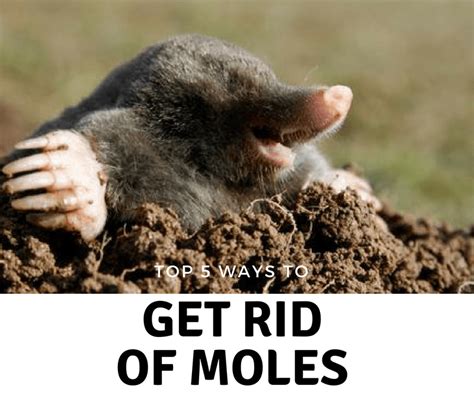 While Moles May Look Cute And Cuddly Moles Can Quickly Wreak Havoc On