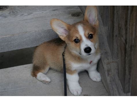 By appointment only, unless there is an emergency. Corgi puppies for adoption - Animals - Phoenix - Arizona ...