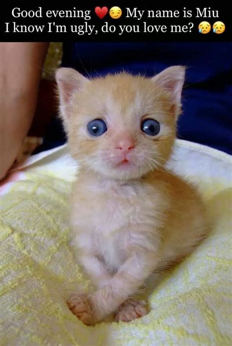 Pin By Teanna Underworld On Kitty Cat Memes Cute Cat Memes Really
