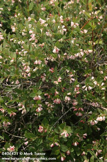 Symphoricarpos Oreophilus Mountain Snowberry Wildflowers Of The