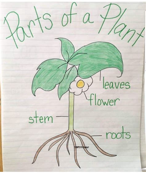 Teach parts of plants in spring Kindergarten Worksheets, Kindergarten