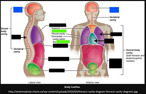 Body Cavities And Organs