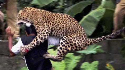 Amazing Animals Attack Human İnsanlara Saldıran Hayvanlar Animal