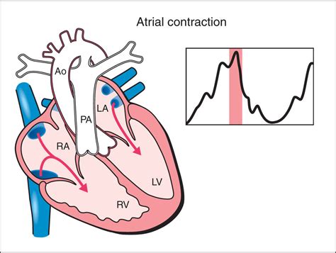 Fetal Cardiac Function Obgyn Key