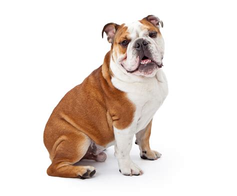 The following photographs will show you bubbles and ghost on the porch. Bulldog PNG Transparent Bulldog.PNG Images. | PlusPNG