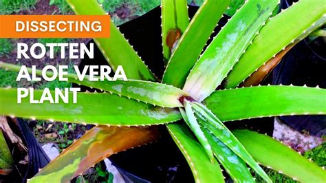 Dissecting Rotten Aloe Vera Plant YouTube