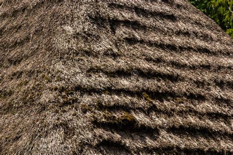 Straw Roof Texture Grasses Thatch Roof Background Texture Roof