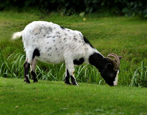 Black And White Goat Eating Grass Photo And Image Animals Farm Animals
