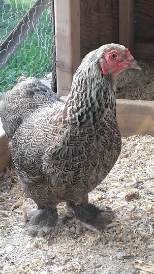 Bantam Dark Brahmas Smith Chicken Ranch