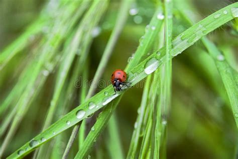 Ladybug On Grass Stock Photo Image Of Close Ladybug 154499402